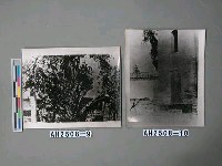 藏品(嵩陽書院漢封柏)的圖片